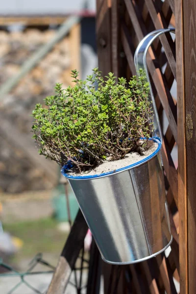 Thyme Pot Suspended Fence Cultivation Herbs — Stock Photo, Image