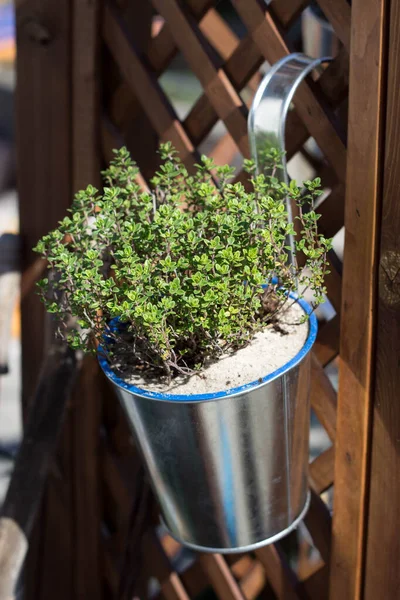 Thyme Dalam Panci Tergantung Dari Pagar Budidaya Tanaman Herbal — Stok Foto