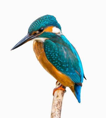 Kingfisher nehrinin izole edilmiş fotoğrafları.