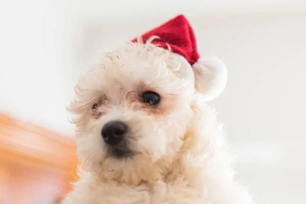 Noel Şapkalı Şirin Köpek Yavrusu — Stok fotoğraf