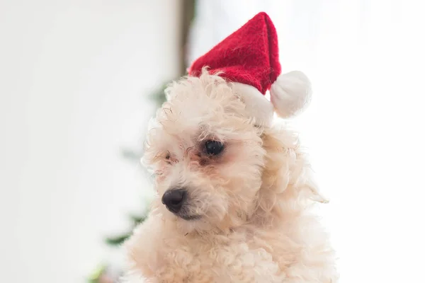 Lindo Cachorro Con Sombrero Navidad —  Fotos de Stock