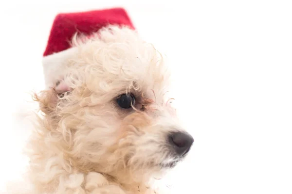 可爱的小狗 头戴圣诞礼帽 有文字空间 — 图库照片