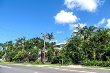 Queensland, Avustralya 'daki Cairns caddesinde yeşil yapraklar..