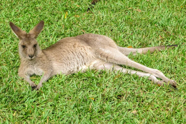 Çimenlerde Tatlı Bir Kanguru Fotoğraf Avustralya Hayvanat Bahçesinde Beerwah Glass — Stok fotoğraf