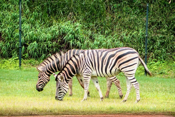 Zèbres Dans Herbe Australie Zoo Sur Côte Ensoleillée Près Beerwah — Photo