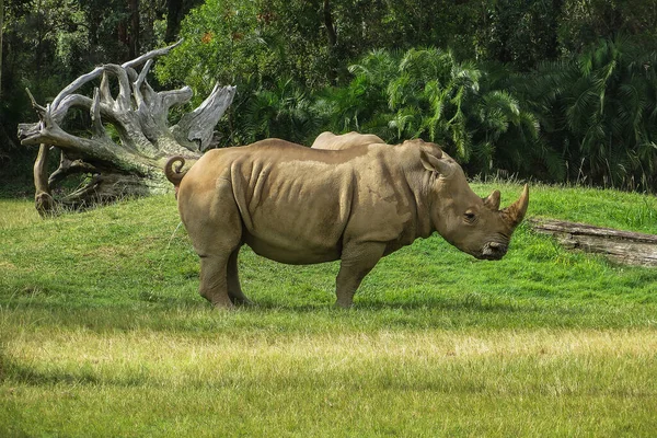 Rhino Peeing Grass Australia Zoo Sunshine Coast Beerwah Glass House — Stock Photo, Image