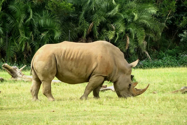 Rhino Dans Herbe Par Une Journée Ensoleillée Photo Prise Australie — Photo