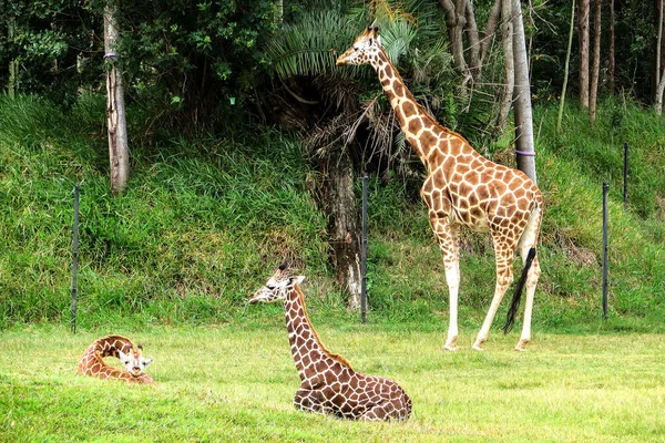 Girafas Grama Zoológico Austrália Costa Luz Sol Perto Beerwah Glass — Fotografia de Stock