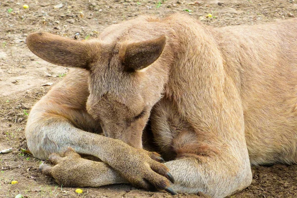 Kanguru Brisbane Avustralya Uyuyor Fotoğraf Yalnız Çam Koala Sığınağı Nda — Stok fotoğraf