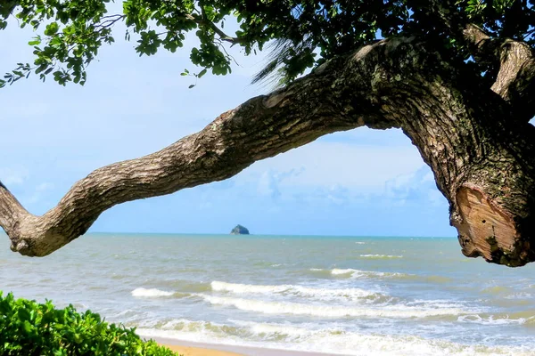 Дерево Пляже Фото Склада Палм Ков Кэрнс Австралия — стоковое фото