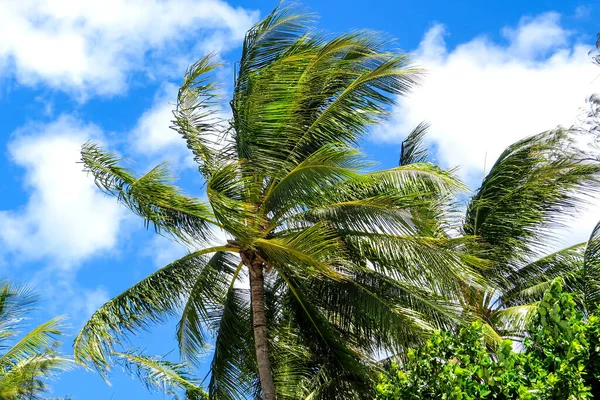 Palme Con Sfondo Nuvoloso Foto Scattata Palm Cove Australia — Foto Stock