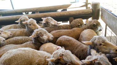 Brisbane, Avustralya. 25 Nisan 2017: Ağıldaki Koyun Yalnız Çam Koala Sığınağı