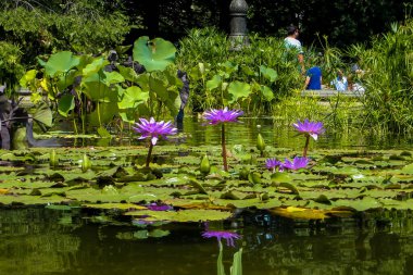 Central Park, New York. 28 Temmuz 2019. Central Park 'ın editör fotoğrafı.