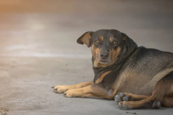 Siyah şişko köpek beton zemine göz teması kurarak yere yattı.