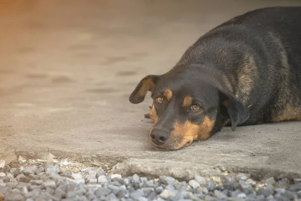 Sıkıcı gözlü siyah şişko köpek beton zemine uzandı.