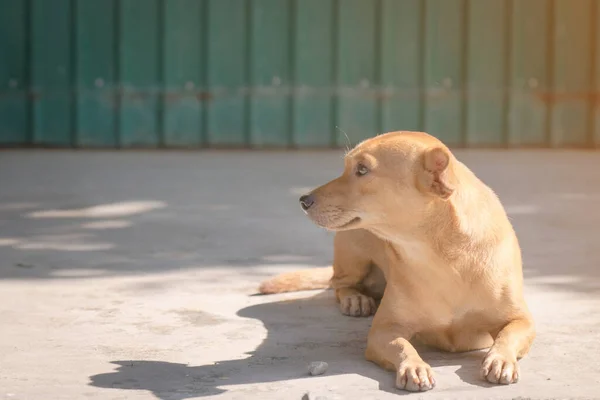 Küçük köpek beton zemine uzandı..