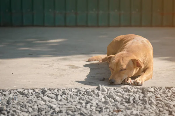 Küçük köpek yere uzanıp beton zeminde uyuyor..