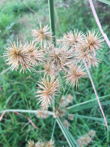 Cyperus odoratus is a plant species that belongs to the family Cyperaceae. This species is also part of the order Poales. Cyperus odoratus species itself is part of the genus Cyperus.