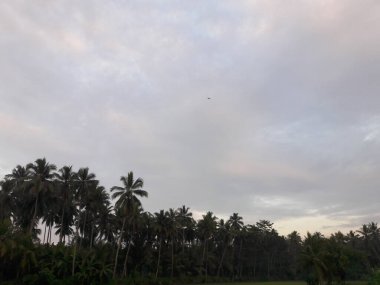 Sabahları gökyüzünün atmosferi güzel palmiye ağaçları gibi görünür.