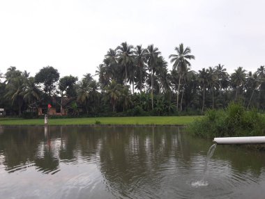 Sabahları gökyüzünün atmosferi güzel palmiye ağaçları ve akan su havuzları gibi görünür.