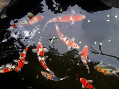 Japonya 'dan gelen koi balığı turizm alanında sunulmaktadır.