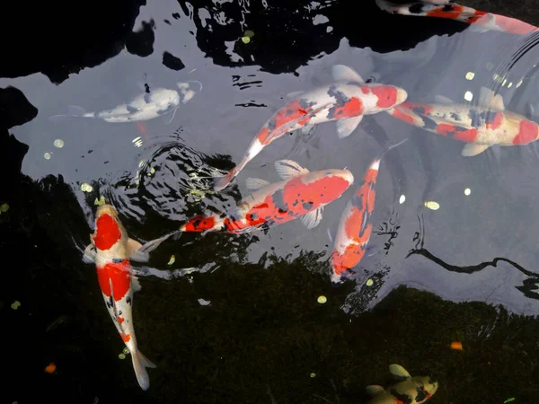 Кои Рыбы Японии Представлены Туристической Зоне Стоковое Фото