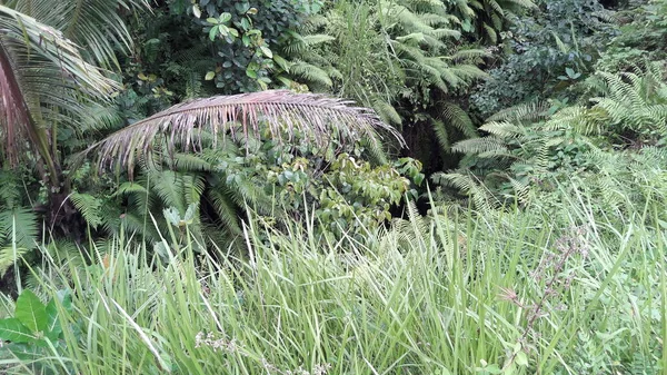 Rural Atmosphere Ubud Village Bali Which Very Cool — Stock Photo, Image