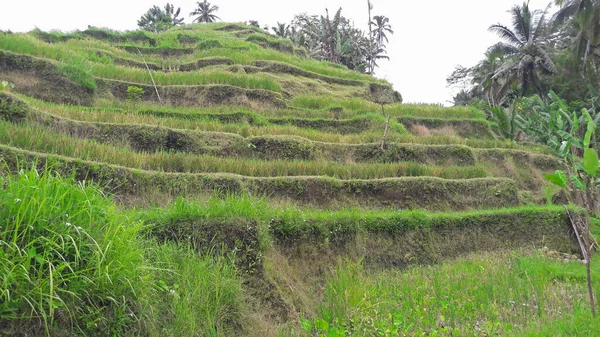 Αγροτική Ατμόσφαιρα Στο Ubud Χωριό Του Μπαλί Που Είναι Πολύ — Φωτογραφία Αρχείου