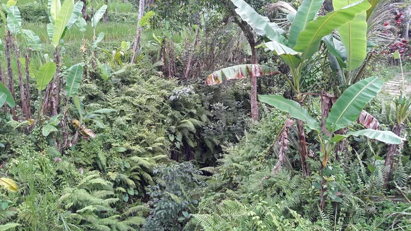 Atmosfera Rural Aldeia Ubud Bali Que Muito Legal — Fotografia de Stock