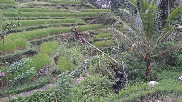 Bali Indonesia Ubud Asia Hijau Perjalanan Tropis Alam Budaya Langit — Stok Foto