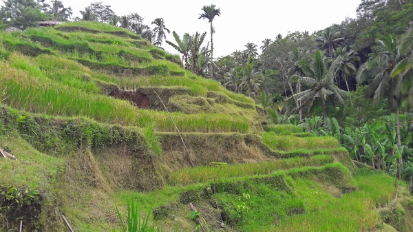 Suasana Pedesaan Desa Ubud Bali Yang Sangat Dingin — Stok Foto