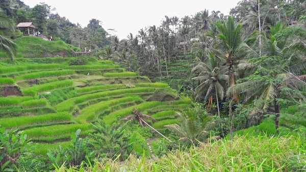 Αγροτική Ατμόσφαιρα Στο Ubud Χωριό Του Μπαλί Που Είναι Πολύ — Φωτογραφία Αρχείου