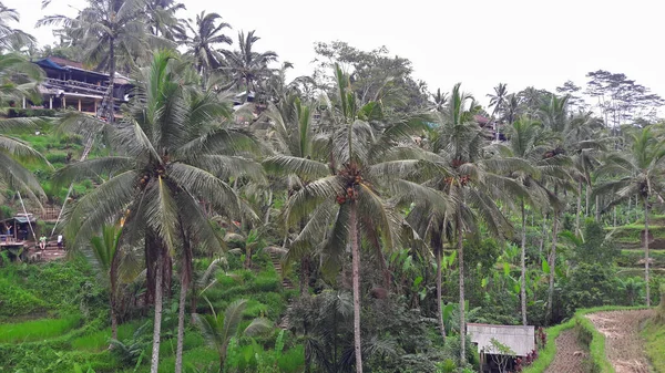 Suasana Pedesaan Desa Ubud Bali Yang Sangat Dingin — Stok Foto