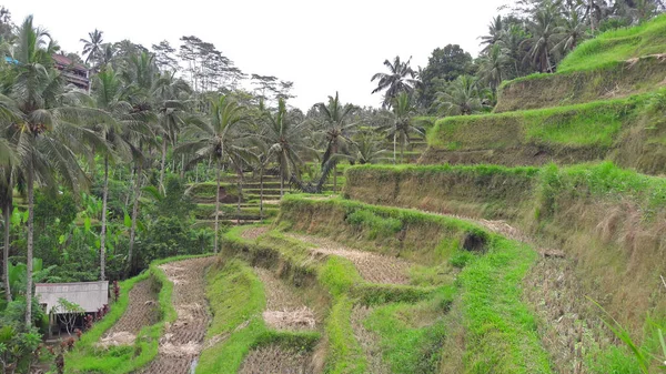 Ambiente Rural Pueblo Ubud Bali Que Muy Fresco — Foto de Stock