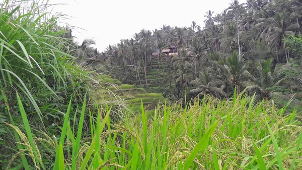 Rural Atmosphere Ubud Village Bali Which Very Cool — Stock Photo, Image
