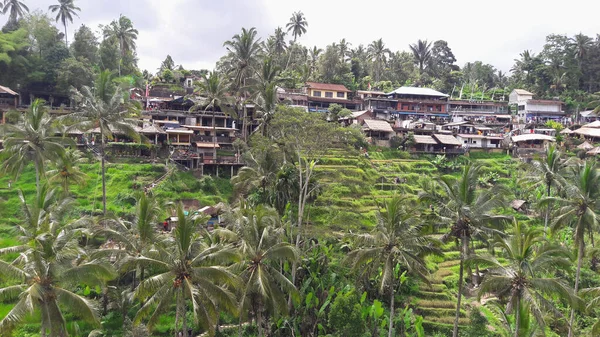 Ubud Μπαλί Ινδονησία Δεκεμβρίου 2018 Αγροτική Ατμόσφαιρα Στο Χωριό Ubud — Φωτογραφία Αρχείου