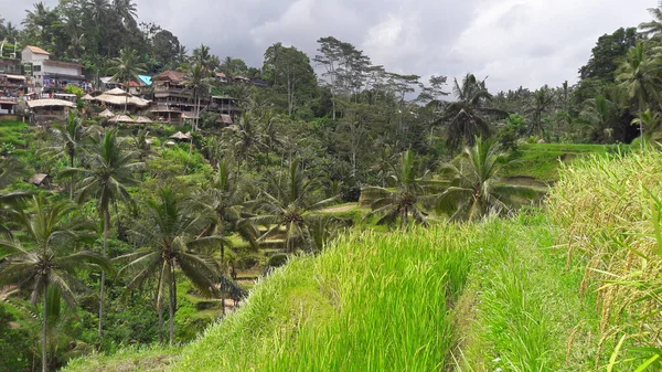 Rural Atmosphere Ubud Village Bali Which Very Cool — Stock Photo, Image
