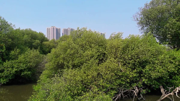 Mangrove Forest Jakarta Indonésia Setembro 2018 Floresta Mangue Atrás Prédio — Fotografia de Stock