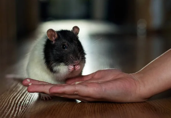 Szary Szczur Pokoju Jedzący Jedzenie Ręką — Zdjęcie stockowe