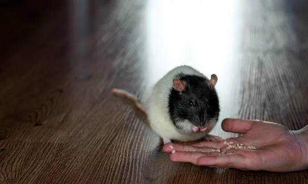 Grey House Rat Room Eating Food His Hand — Stock fotografie