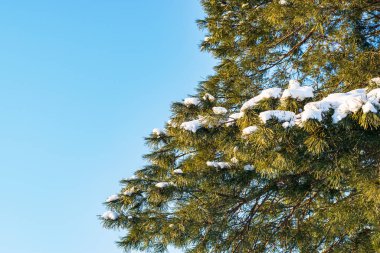 Bir köknar ağacının yeşil dalları yerde asılı.