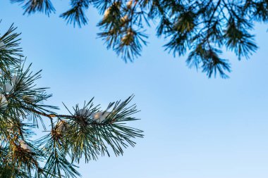 Bir köknar ağacının yeşil dalları yerde asılı.