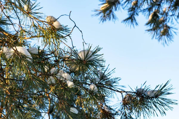 Gröna Grenar Gran Snön Hänger Över Marken — Stockfoto