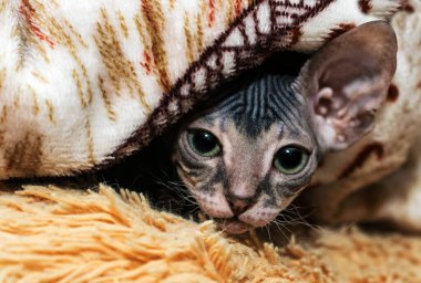 Kameranın önünde küçük bir Sfenks kedisi poz veriyor. Güzel bir kadife, kırışık bir kedi.