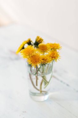 Sarı karahindibalar beyaz bir zemin üzerinde bir bardak suyun üzerinde, pencereden gelen ışık, güneşli.