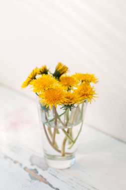 Sarı karahindibalar beyaz bir zemin üzerinde bir bardak suyun üzerinde, pencereden gelen ışık, güneşli.