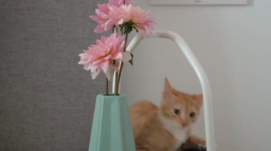 Kedi yavrusu çiçeklerle oynar ve korkar.