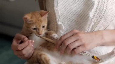 Evde nötr elbiseli güzel bir kız resim çiziyor ve küçük kızıl saçlı bir kediyle oynuyor, kedi bir fırça ile oynuyor.