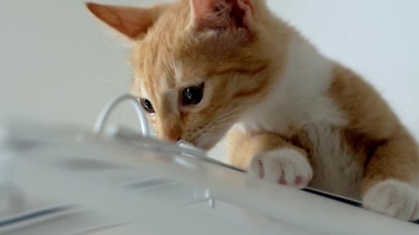 Cute Czerwony Kot Siedzi Domu Domu Dla Papugi Wąchając Bliska — Wideo stockowe