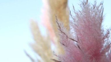 Cortaderia, genellikle pampas otu olarak bilinir, bir çiçek bitkisidir. Güzel çimenler pembe ve açık sarı, mavi gökyüzüne karşı, rüzgar tarafından geliştirildi.